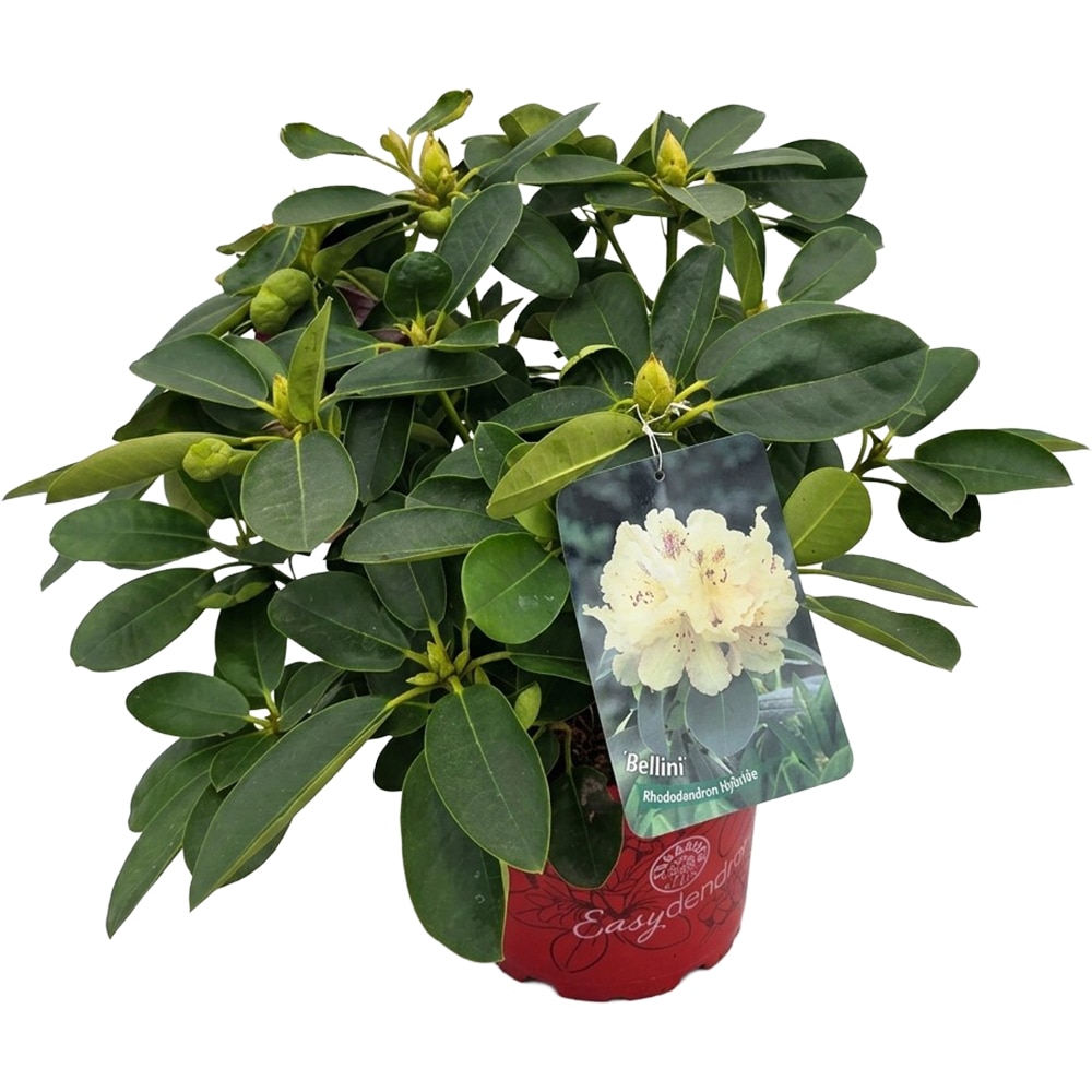 Rhododendron Bellini Inkarho, C 5 L, 40 cm