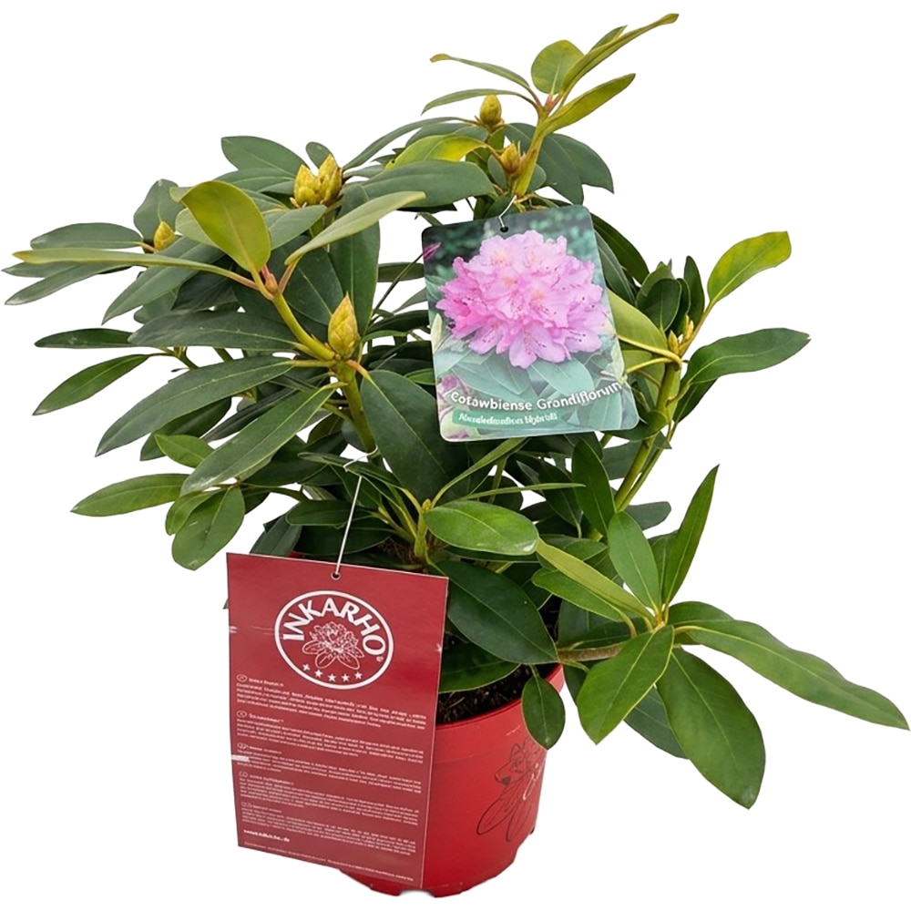 Rhododendron Catawbiense Grandiflorum Inkarho, C 5 L, D 23 cm, H 40 cm