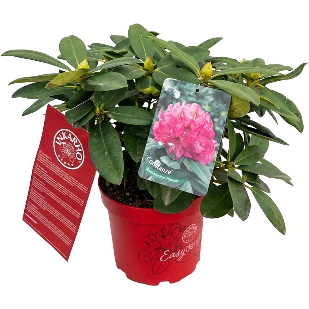 Rhododendron Constanze Inkarho, C 5 L, 40 cm
