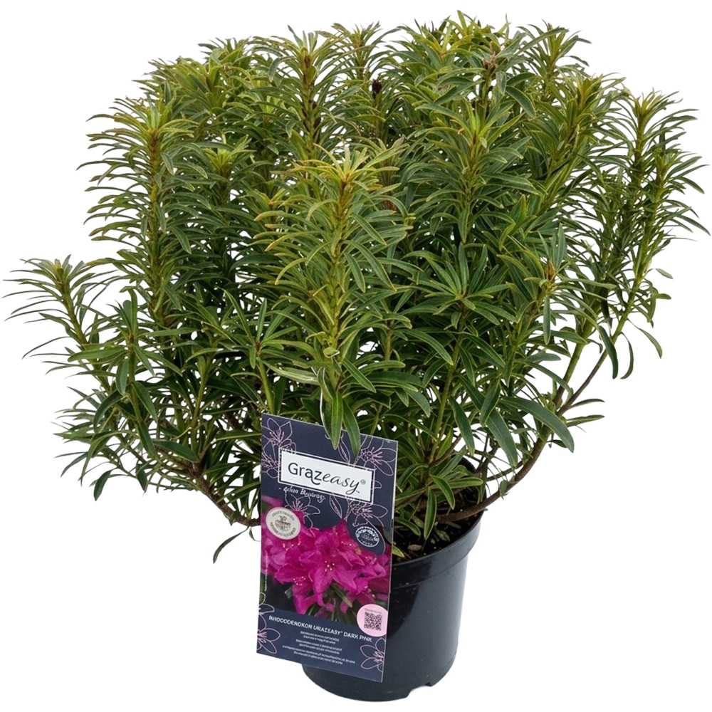 Rhododendron Grazeasy Inkarho, C 12 L, D 32 cm, H 60 cm