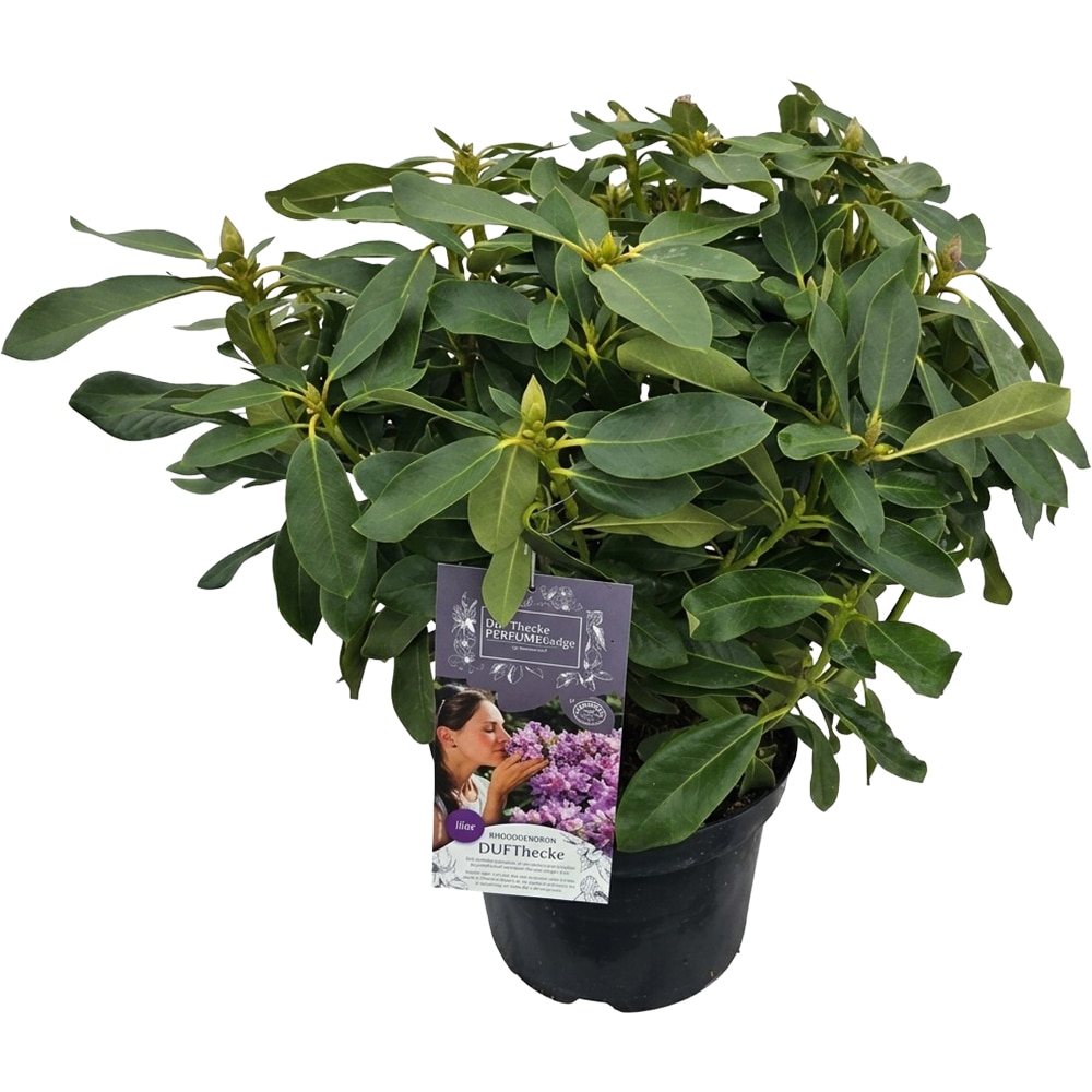 Rhododendron Dufthecke Lilac Inkarho, C 12 L, D 32 cm, H 60 cm