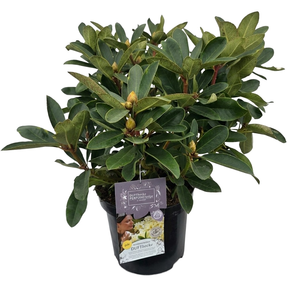 Rhododendron Dufthecke Yellow Inkarho, C 12 L, D 32 cm, H 60 cm