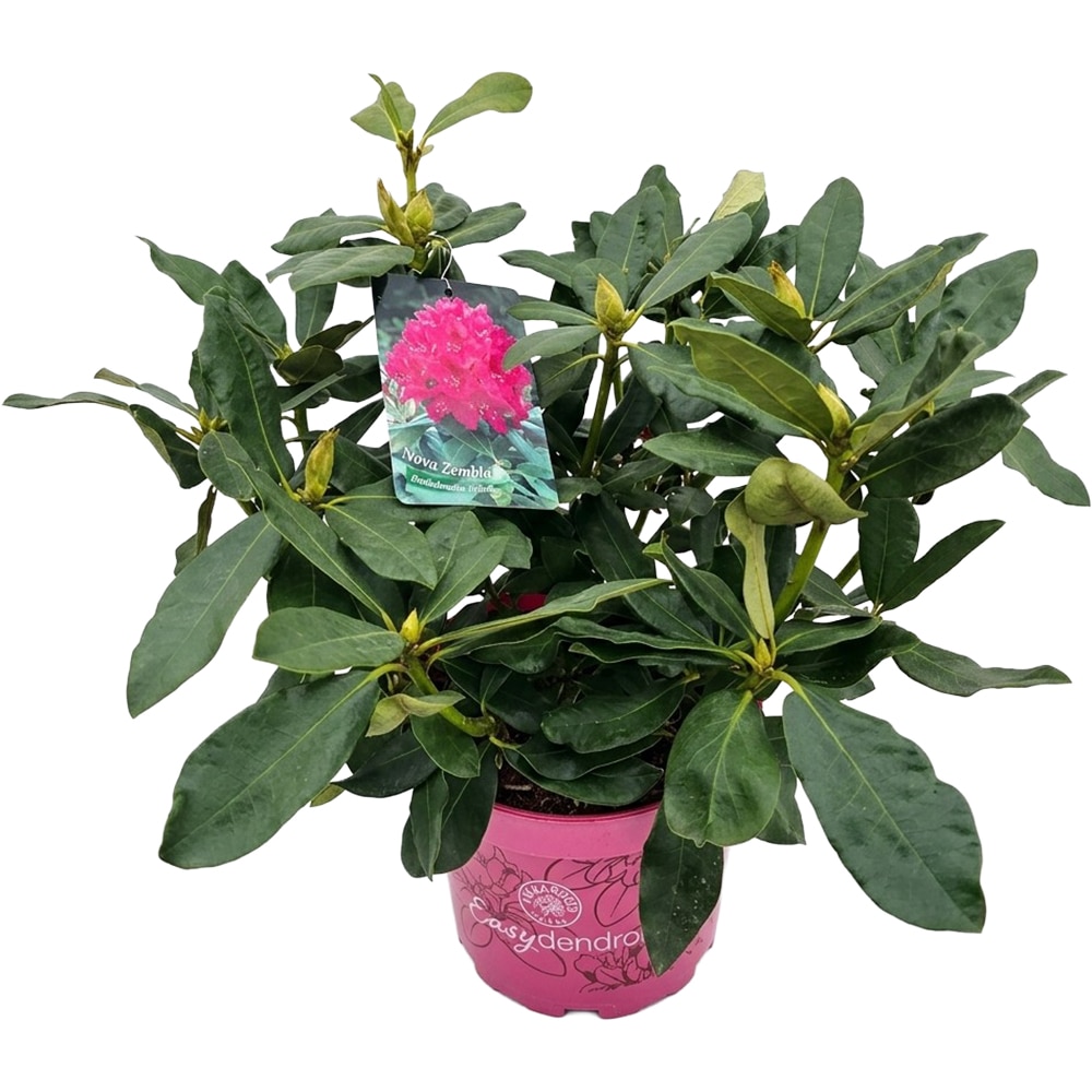 Rhododendron Nova Zembla Inkarho, C 5 L, D 23 cm, H 40 cm