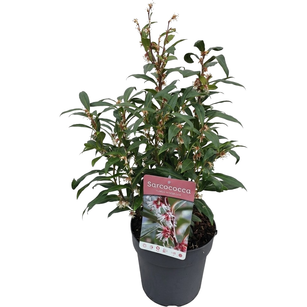 Sarcococca Winter Gem, C 4 L, D 21 cm, H 45 cm
