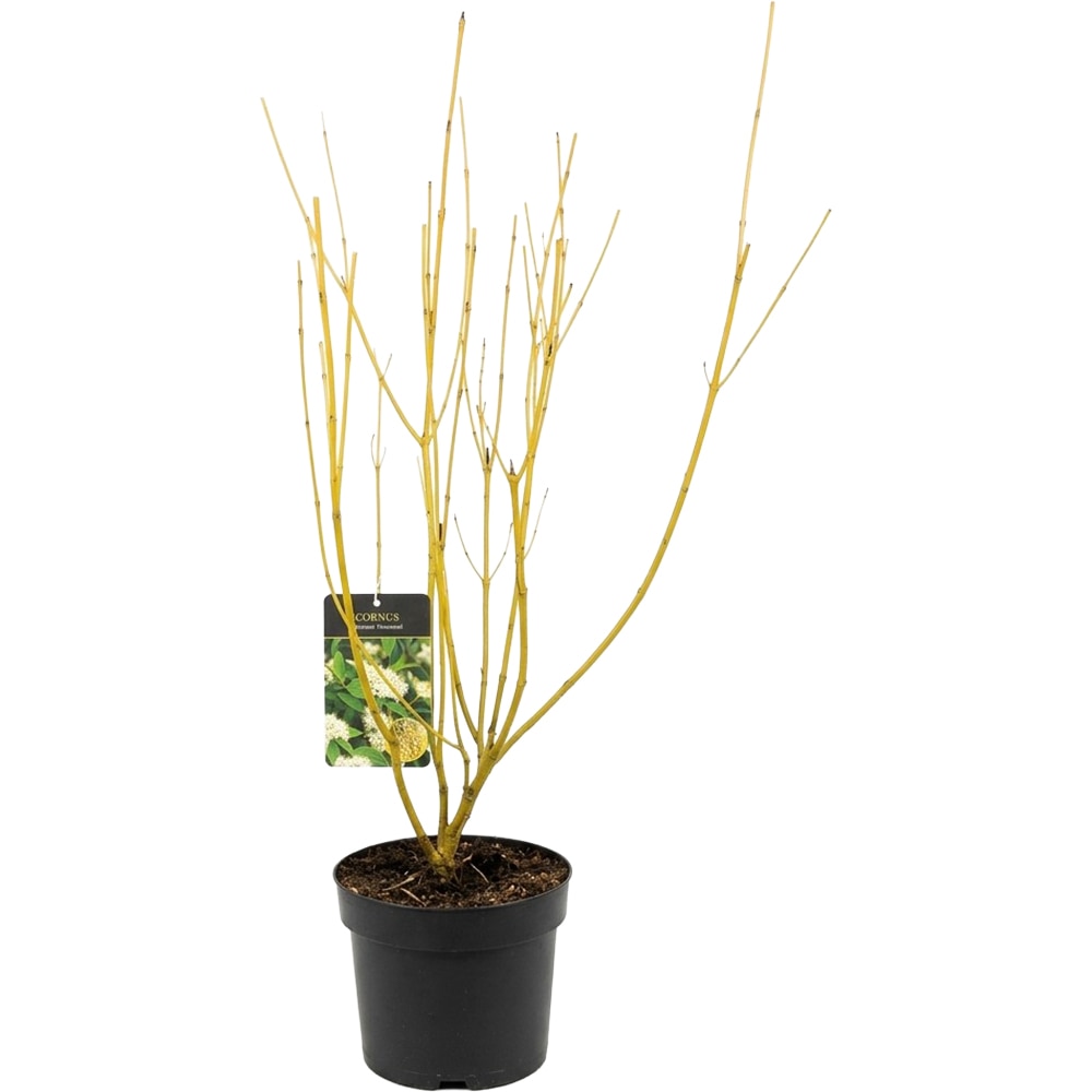 Cornus Sericea Flaviramea, C 3 L, 50 cm