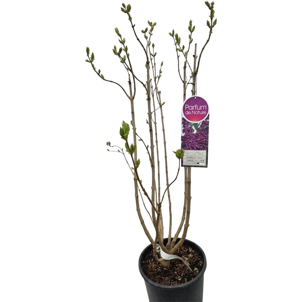 Liliac Syringa Vulgaris Charles Joly, C 9 L, D 26 cm, H 90 cm