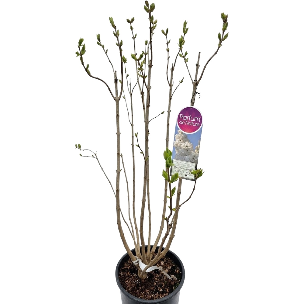 Liliac Syringa Vulgari Alice Harding, C 9 L, D 26 cm, H 90 cm