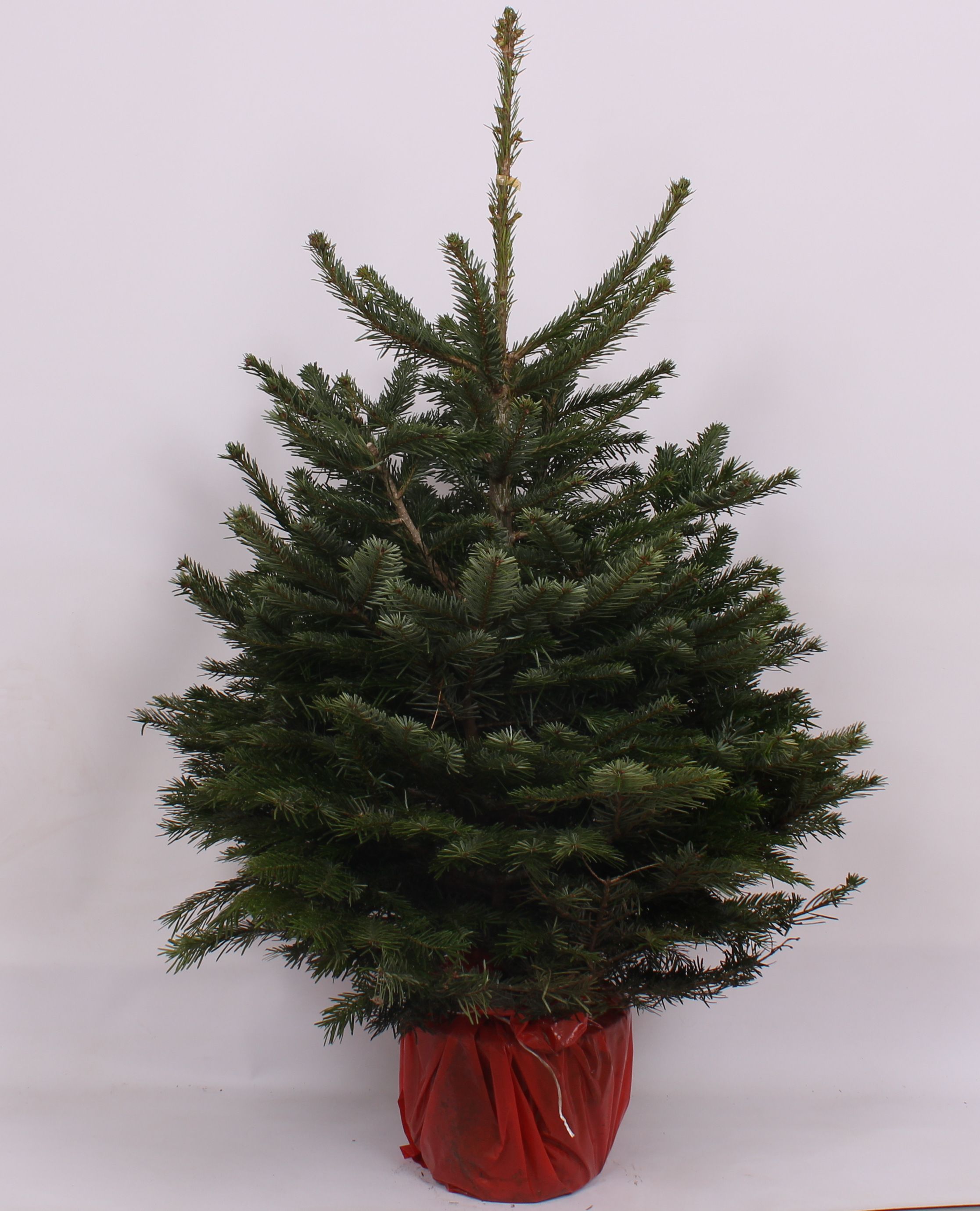 Brad natural crescut in ghiveci, Abies Nordmanniana, 120 - 150 cm