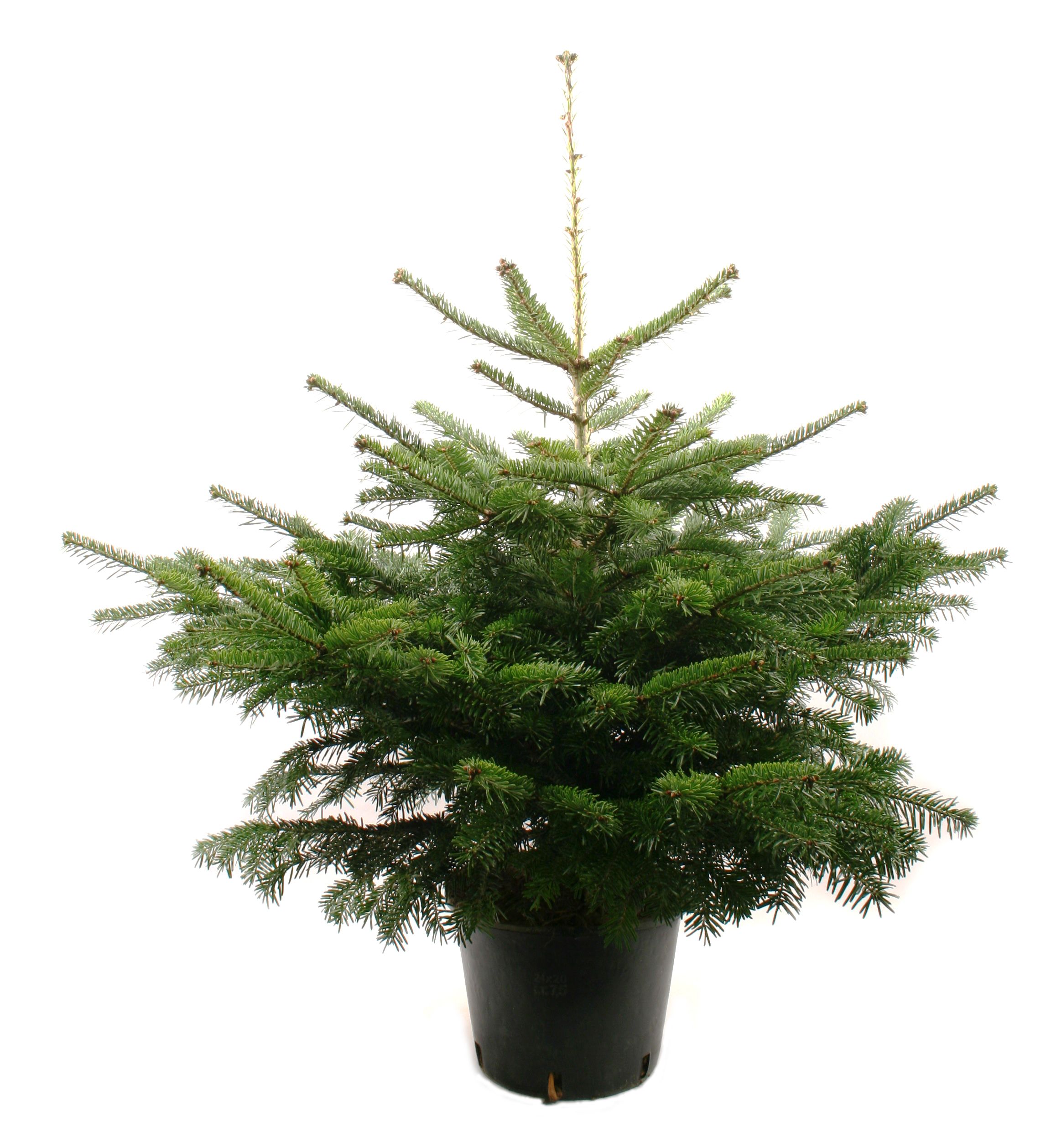 Brad natural crescut in ghiveci, Abies Nordmanniana, 120 - 150 cm