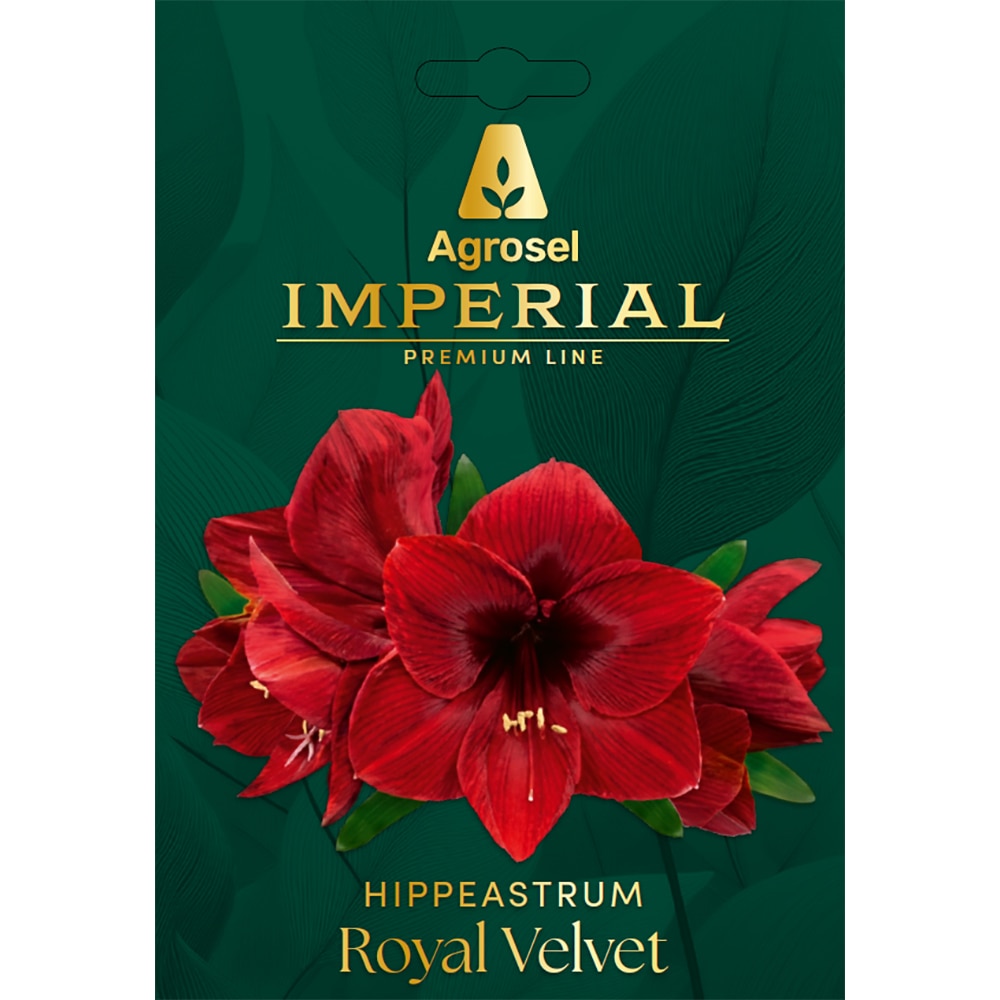 Crin Amaryllis Red Lion IMPERIAL, 1 bulb