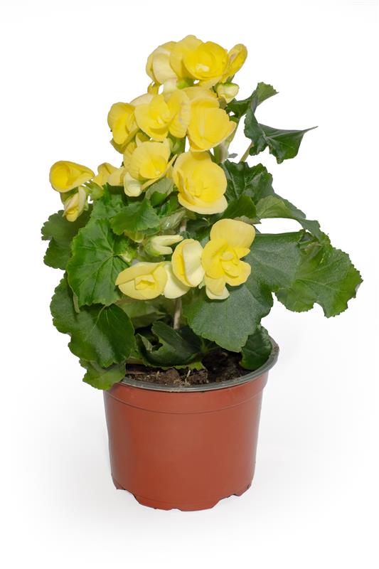 Mix begonie, in ghiveci, 25 cm