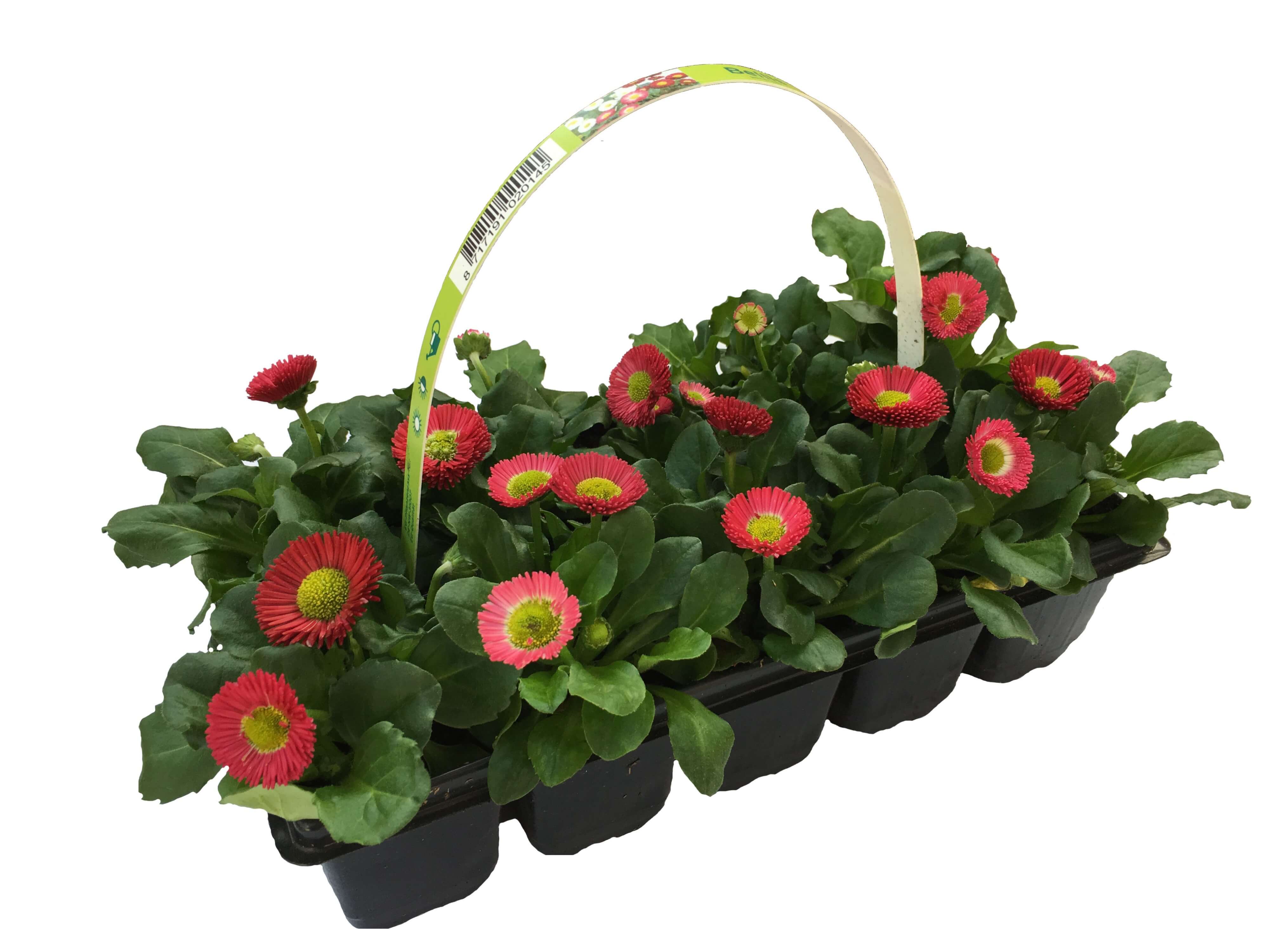 Planta Bellis Perennis, mix 10 bucati
