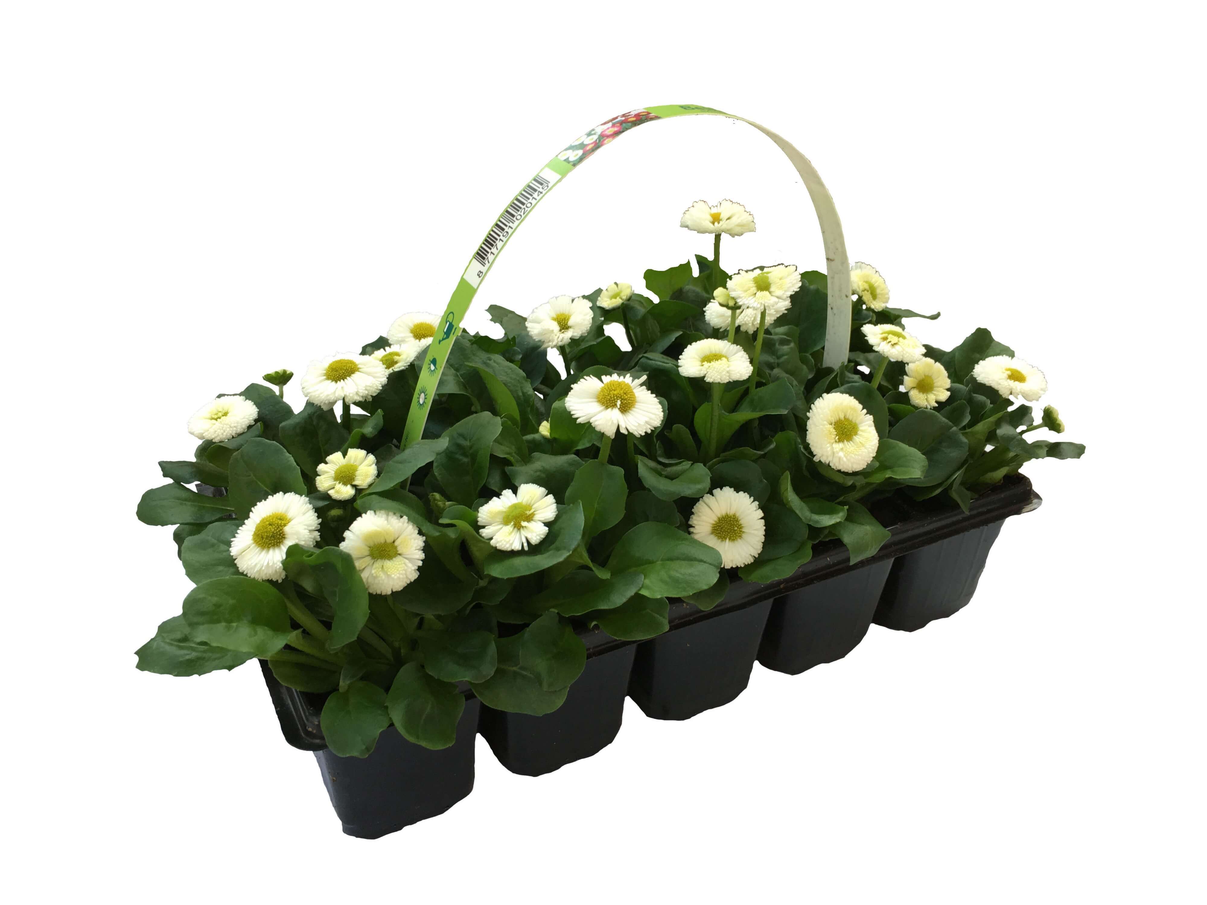 Planta Bellis Perennis, mix 10 bucati