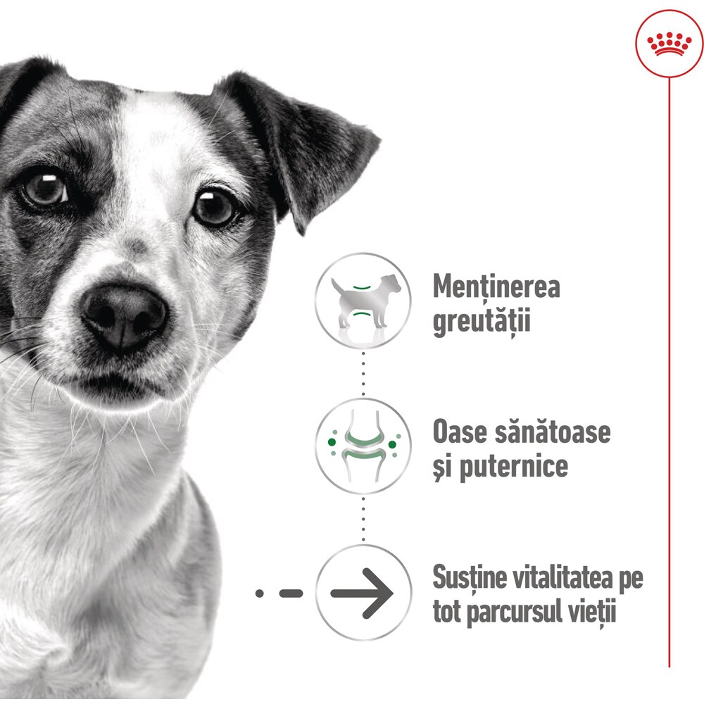 Hrana umeda pentru caini ROYAL CANIN SHN Mini Ageing, Senior, 85 g