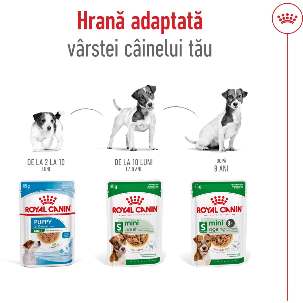 Hrana umeda pentru caini ROYAL CANIN SHN Mini Ageing, Senior, 85 g