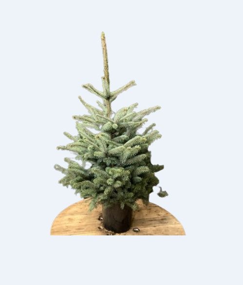 Brad natural in ghiveci, Picea Pungens Baby Blue, 100 - 120 cm