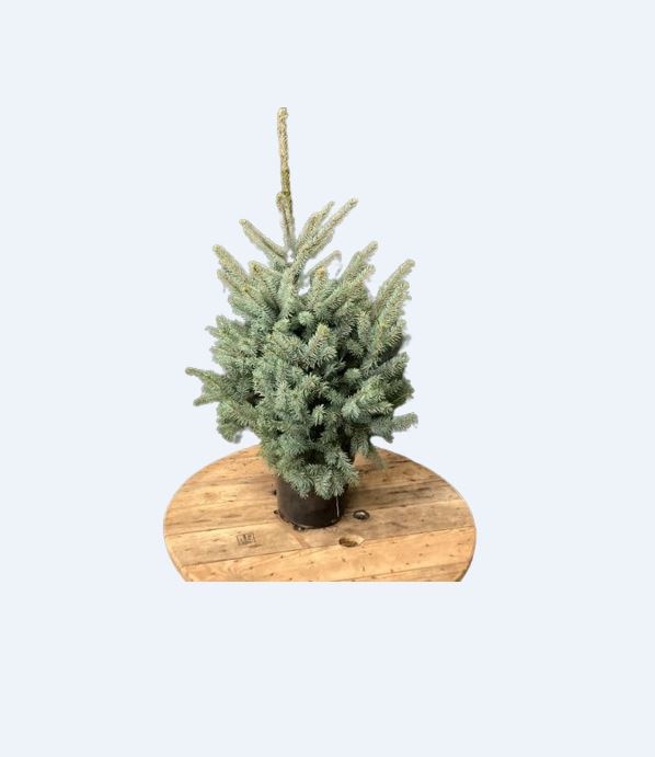 Brad natural in ghiveci, Picea Pungens Baby Blue, 120 - 140 cm