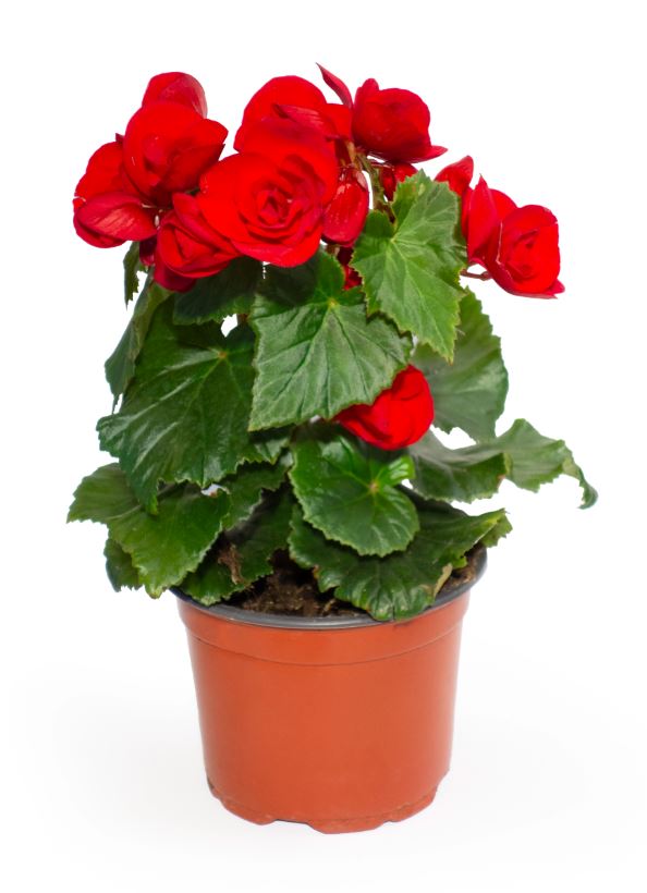 Mix begonie, in ghiveci, 25 cm