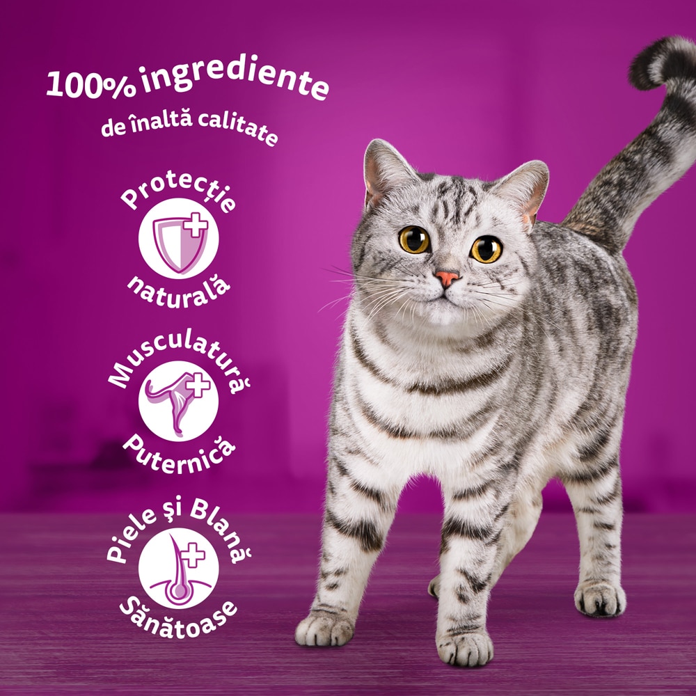 Hrana umeda pentru pisici WHISKAS Meniu Mixt, Adult, Carne in aspic, 40 x 85g