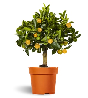Citrus Calamondin mini stem