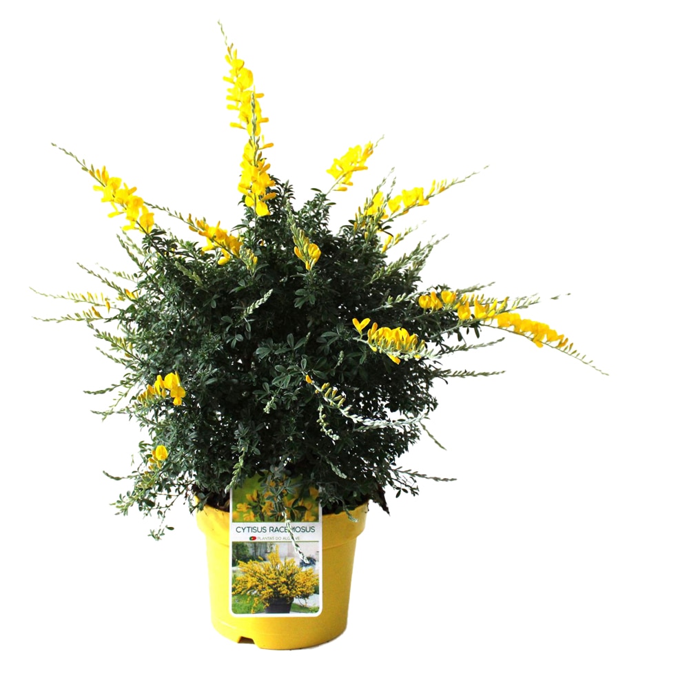 Arbust Cytisus Racemosus, H 40 cm