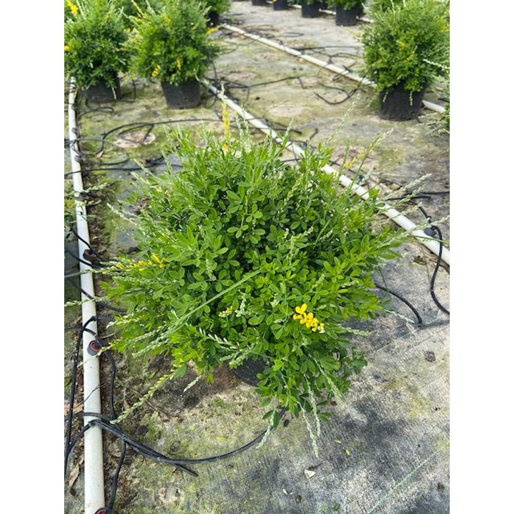 Maturita Cytisus Racemosus, H 40 cm