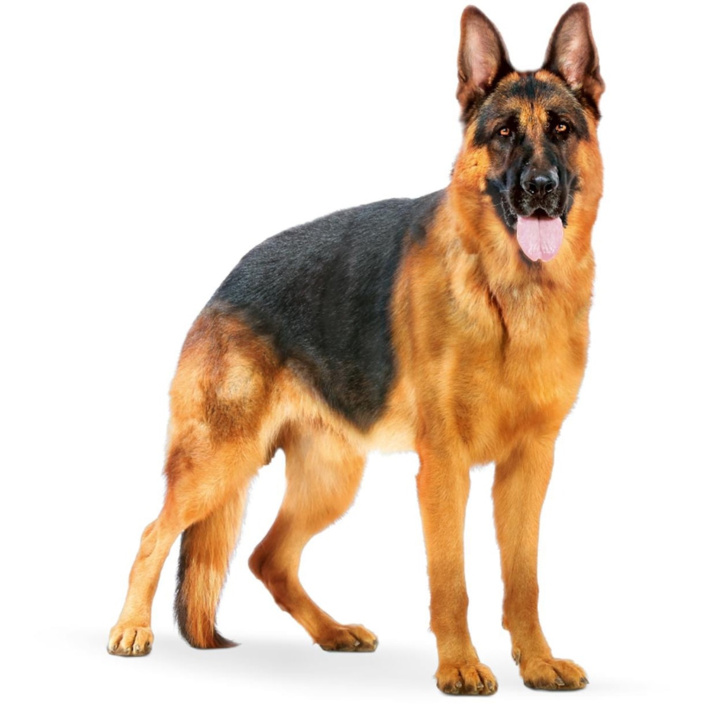 Hrana uscata pentru caini ROYAL CANIN SHN Maxi, Adult, Pasare, 15 kg