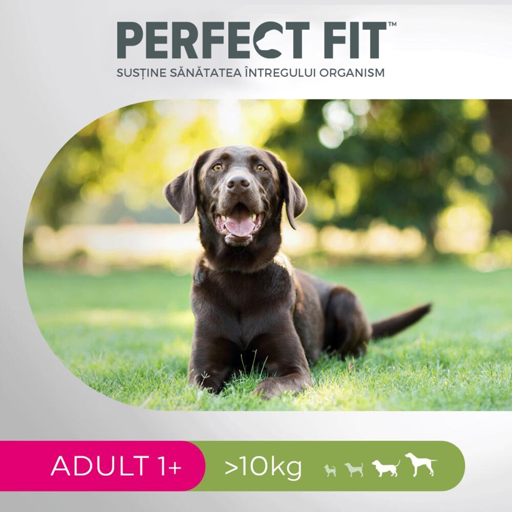 Hrana uscata pentru caini PERFECT FIT Adult 1+, Talie medie si mare, Pui, 6 kg