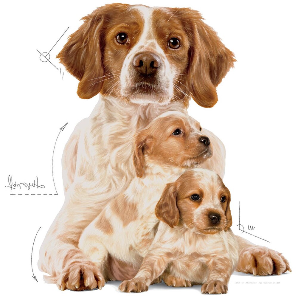 Hrana uscata pentru caini ROYAL CANIN SHN Medium, Junior, Pasare, 4 kg