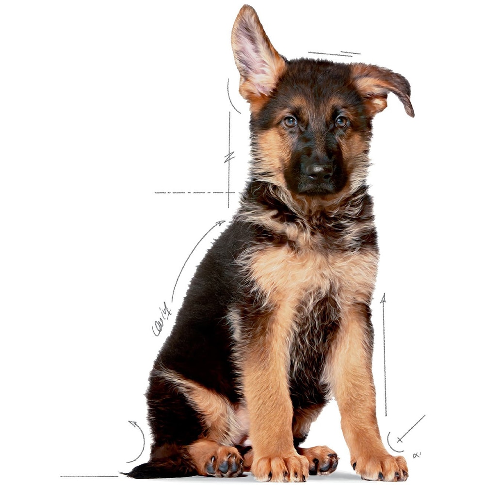 Hrana uscata pentru caini ROYAL CANIN SHN Maxi, Junior, Pasare, 15 kg