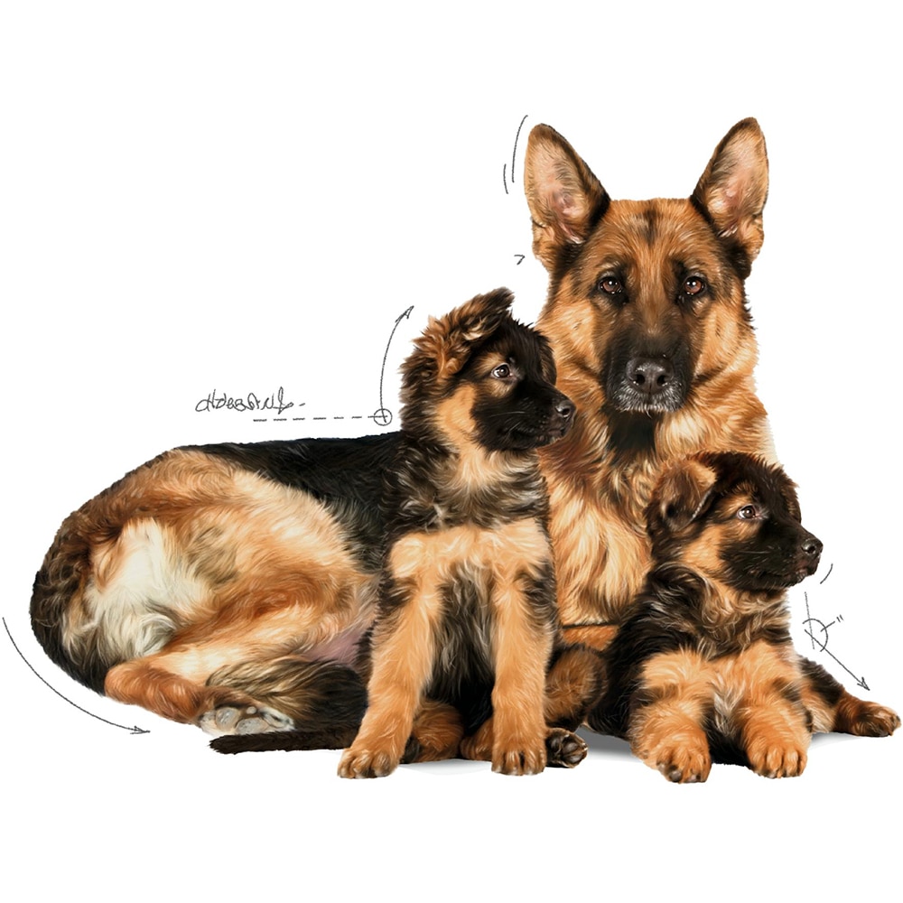 Hrana uscata pentru caini ROYAL CANIN SHN Maxi, Junior, Pasare, 4 kg