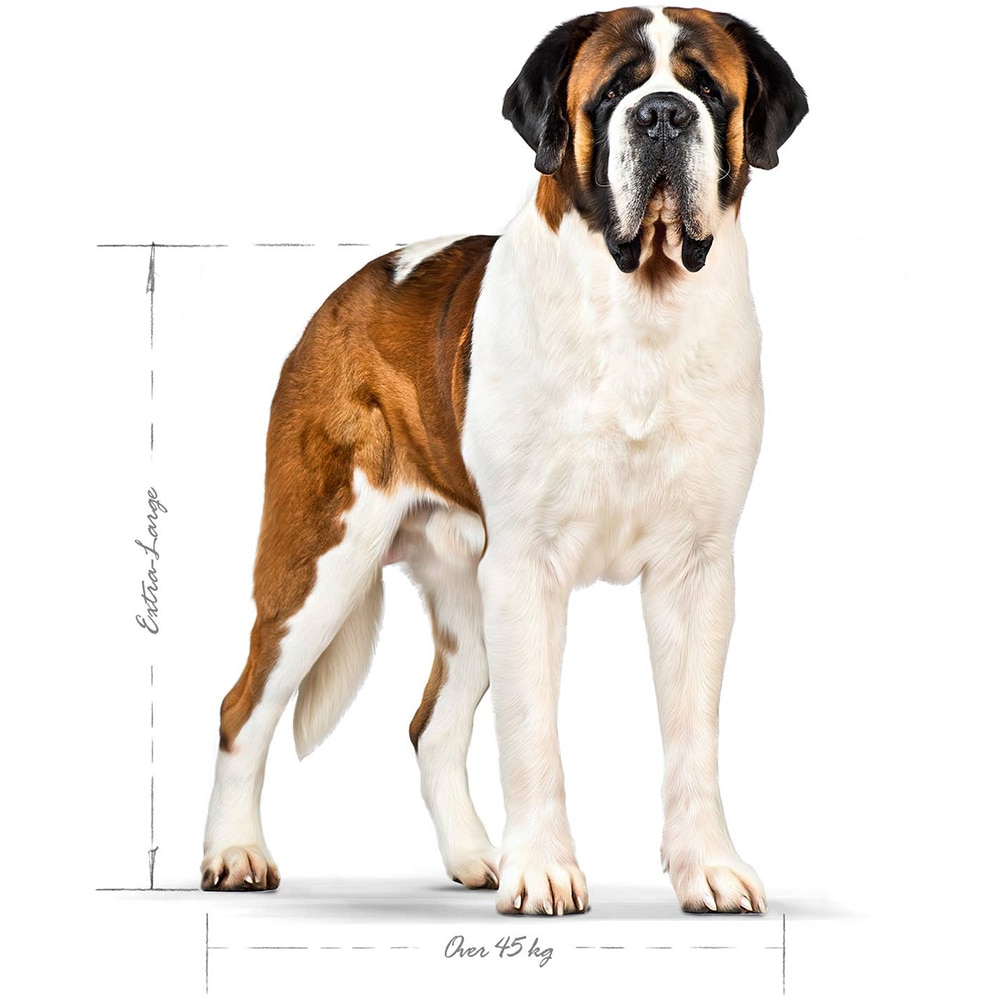 Hrana uscata pentru caini ROYAL CANIN SHN Giant, Adult, Pasare, 15 kg