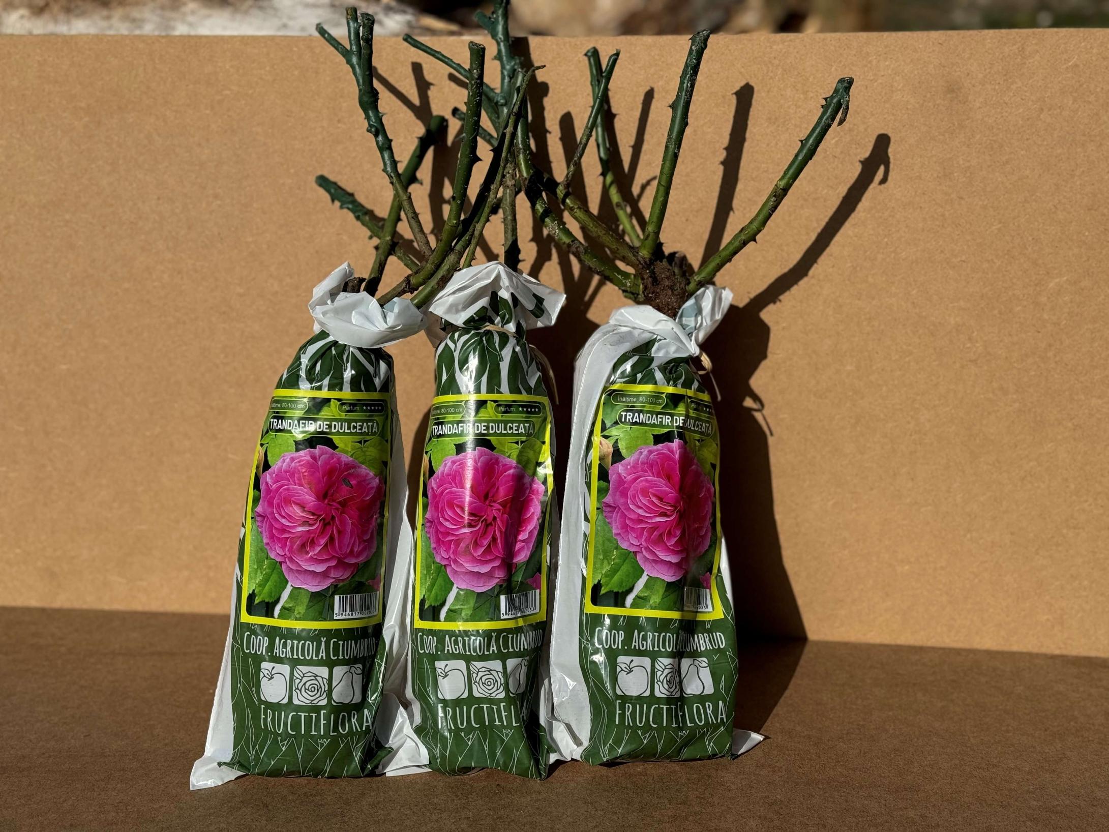 Butasi trandafiri de dulceata