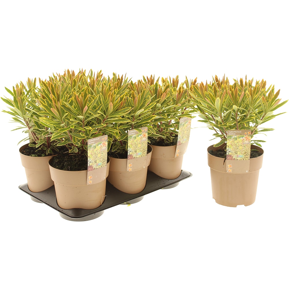 Euphorbia Ascot Rainbow, D15cm, H30cm