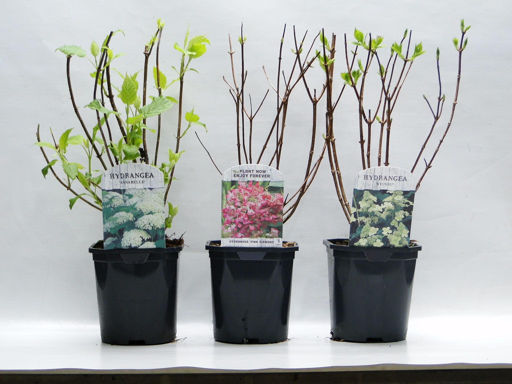 Planta de exterior, Hydrangea mix, Hortensia, 40 cm, diverse culori