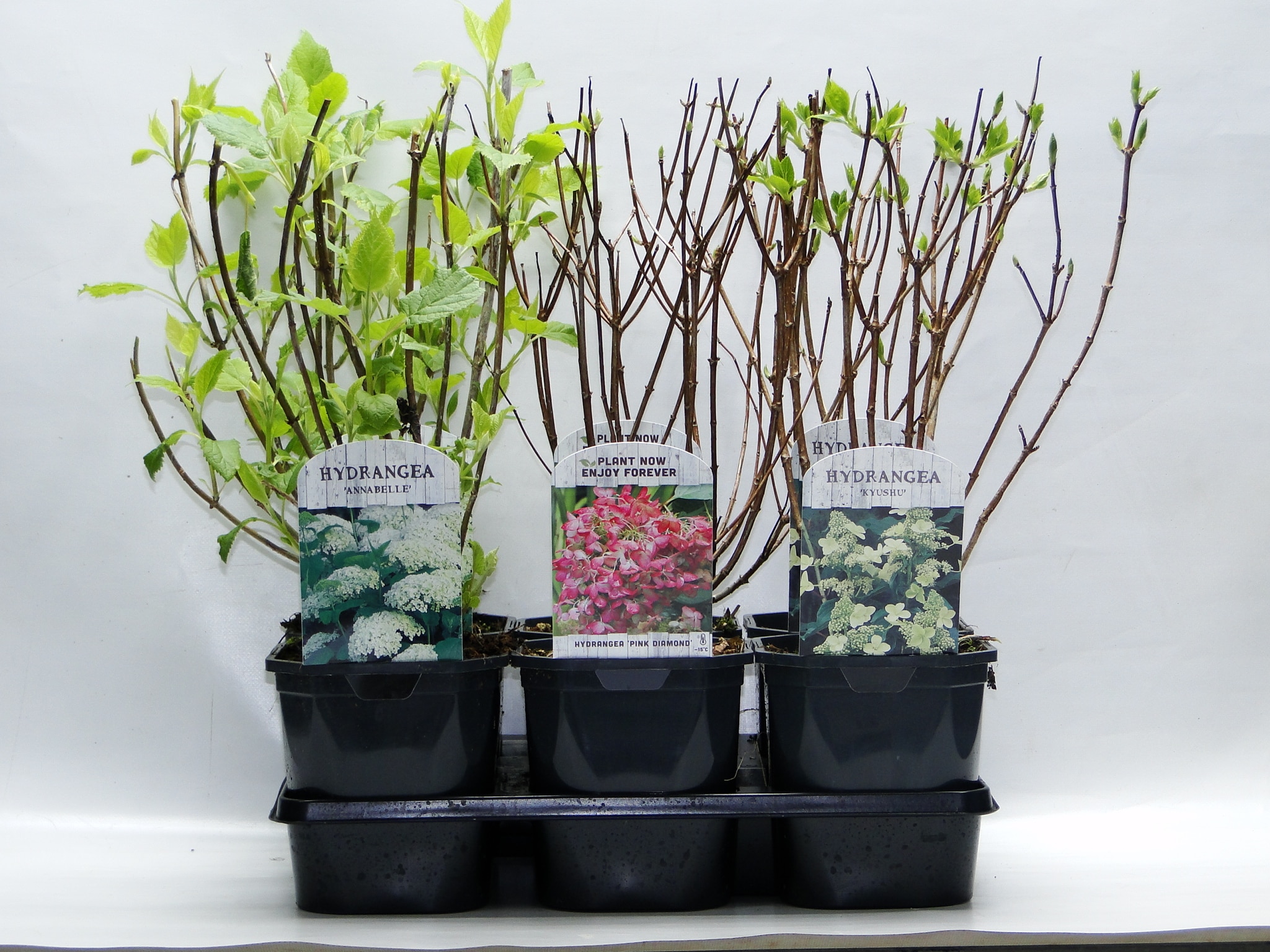 Planta de exterior, Hydrangea mix, Hortensia, 40 cm, diverse culori