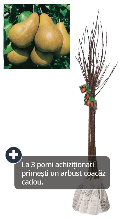 Pom fructifer, par, coaja galbena, 120 cm