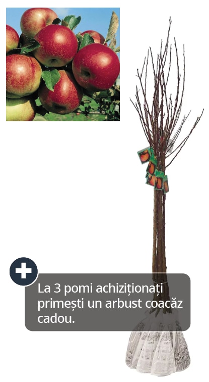 Pom fructifer, mar, coaja rosie, 120 cm