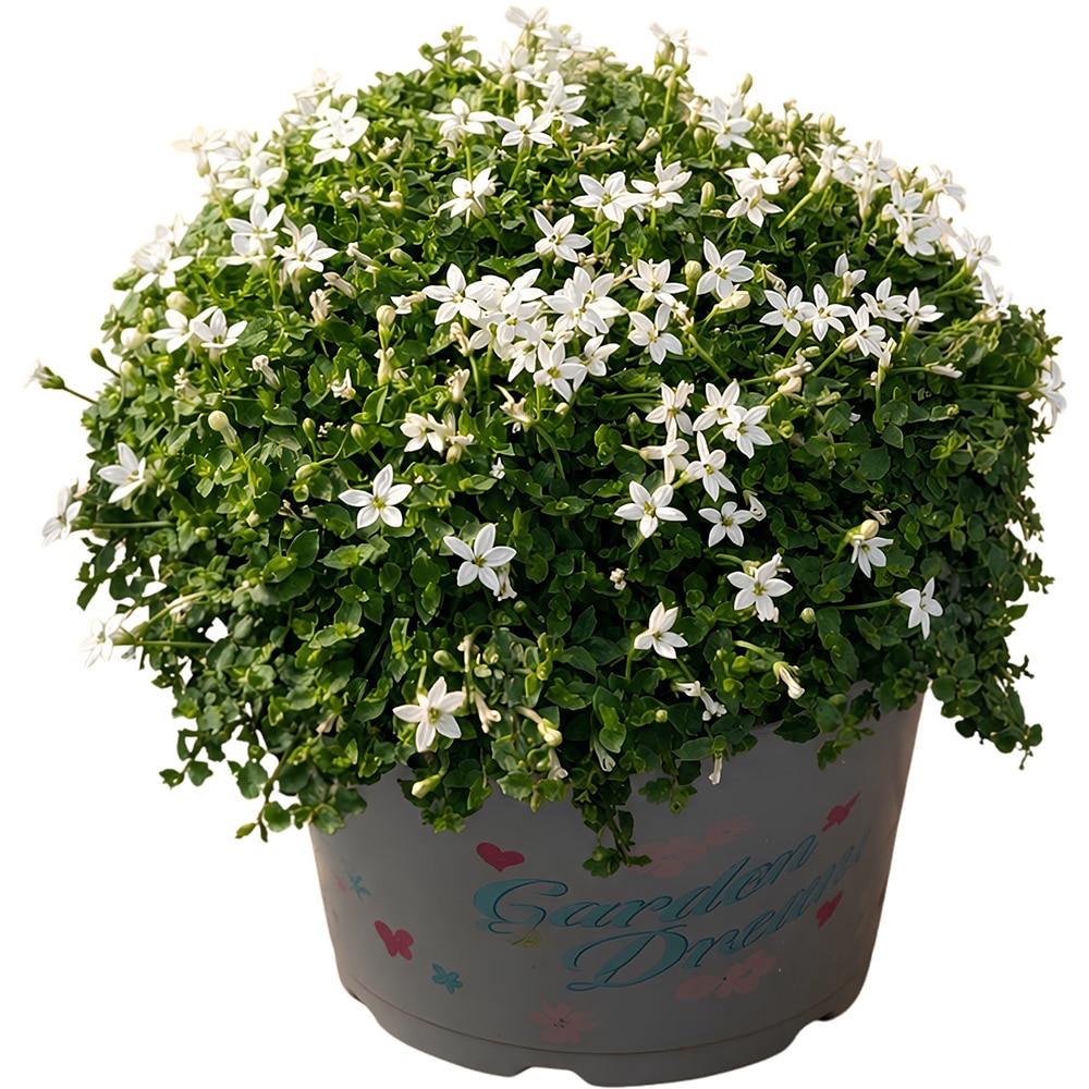 Isotoma, D14 cm, H25 cm