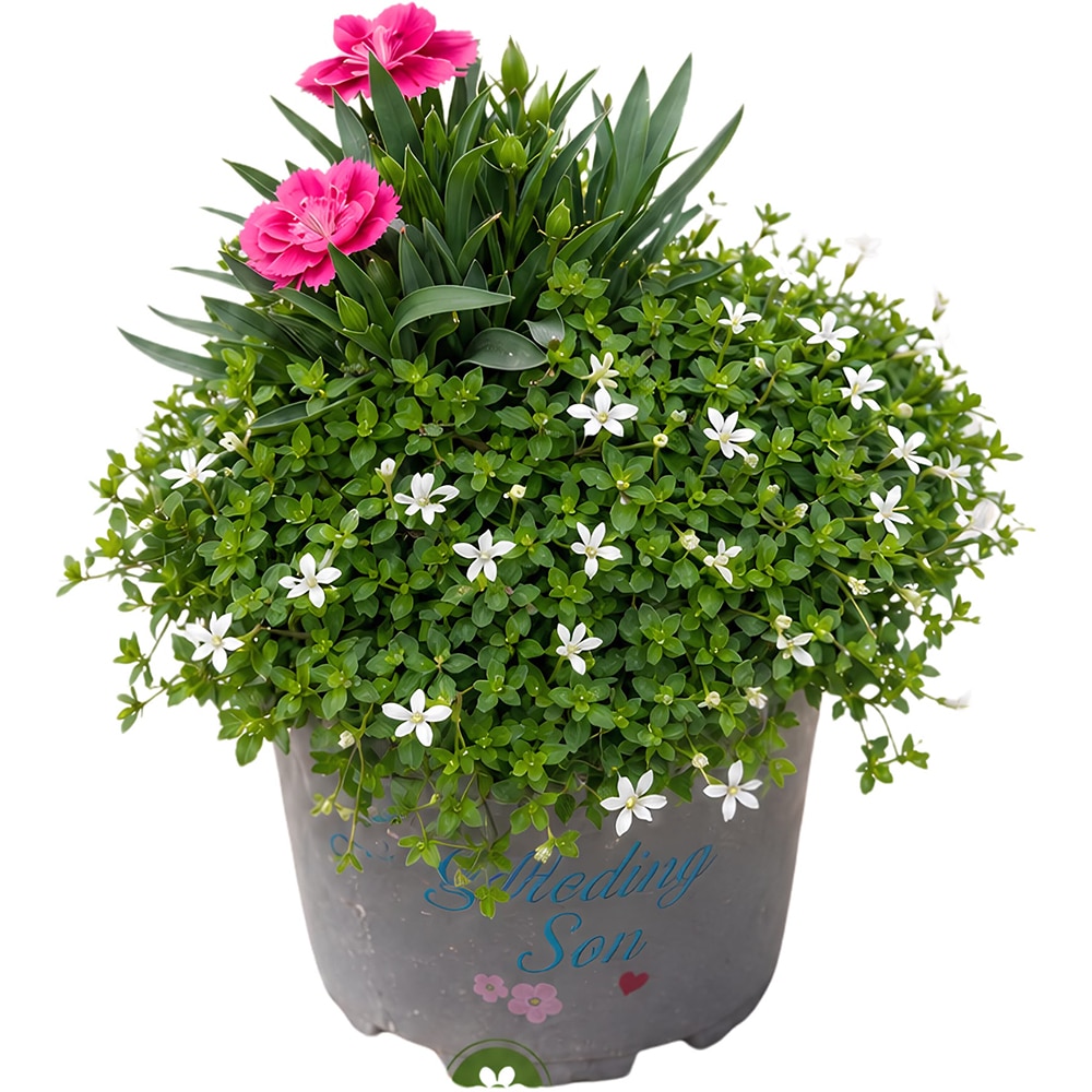 Aranjament Isotoma & Dianthus, D14 cm, H20 cm