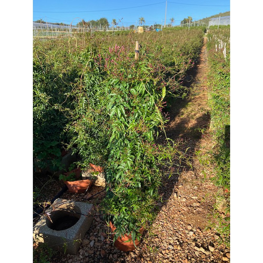 Iasomie Polyanthum, H 40 cm