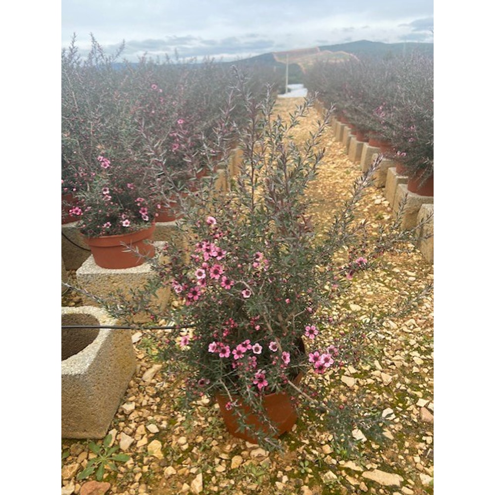Manuka Lepto Scoparium, H 40 cm