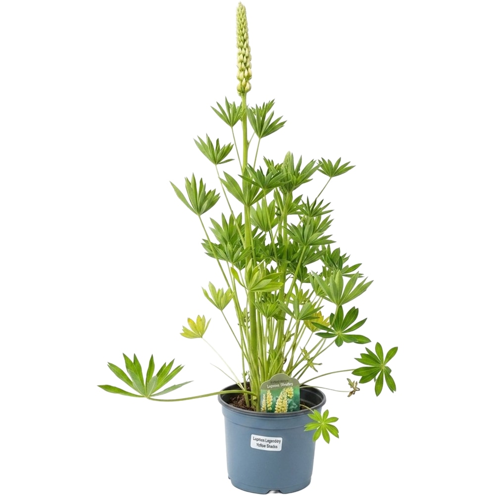 Lupinus Legendary Yelow Shades, D 19 cm,H 40 cm