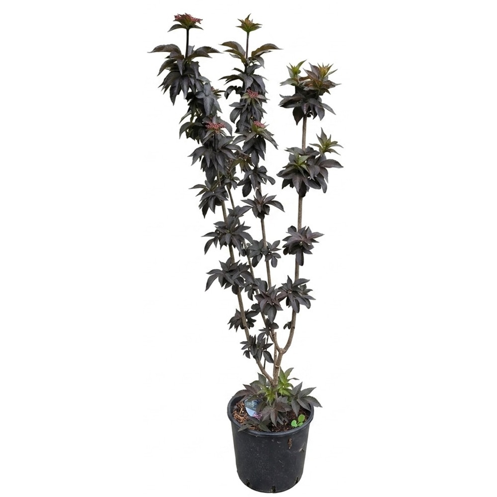 Sambucus Nigra Black Tower, D 24 cm, H 110 cm