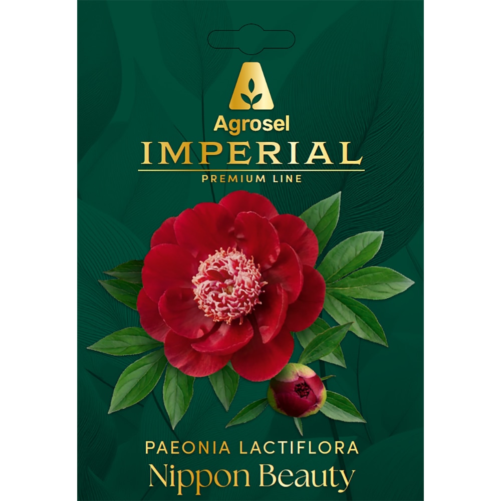 Bujor Nippon Beauty IMPERIAL, 1 bulb