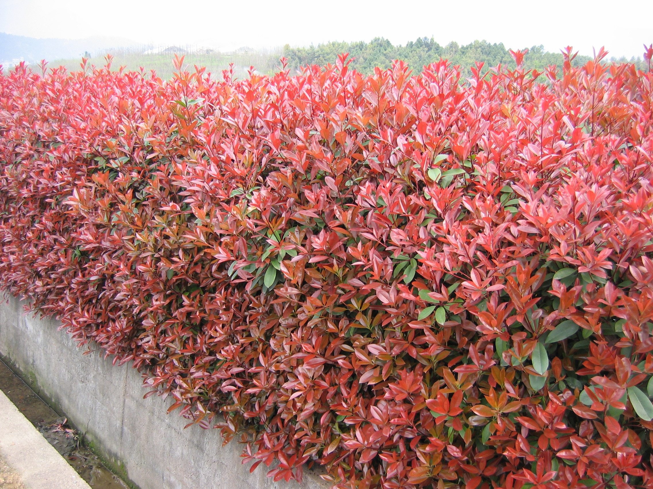 Photinia fraserii Red Robin
