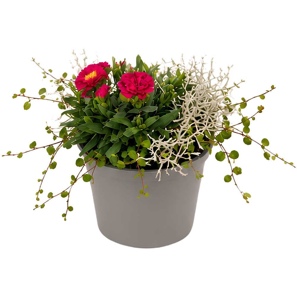 Aranjament plante mixte, D14 cm, H20 cm
