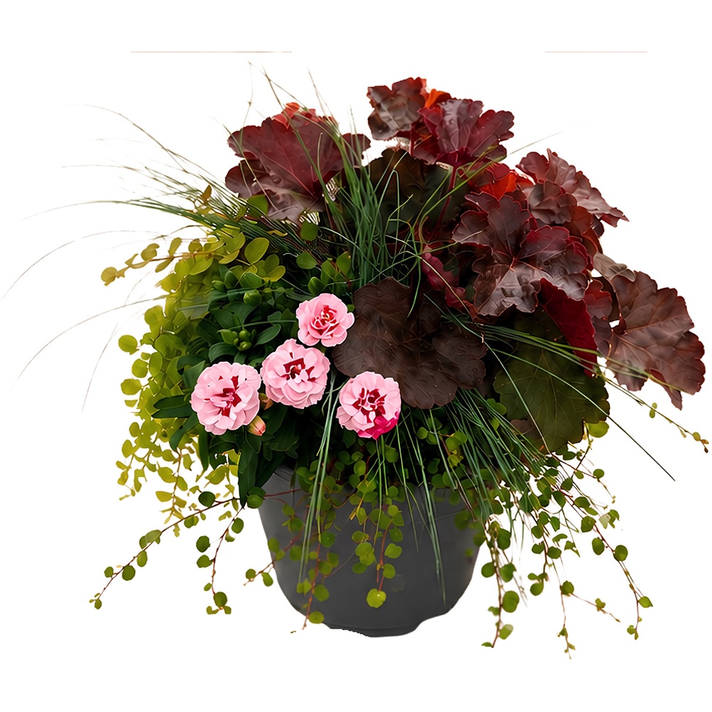 Aranjament plante mixte, D19 cm, H40 cm