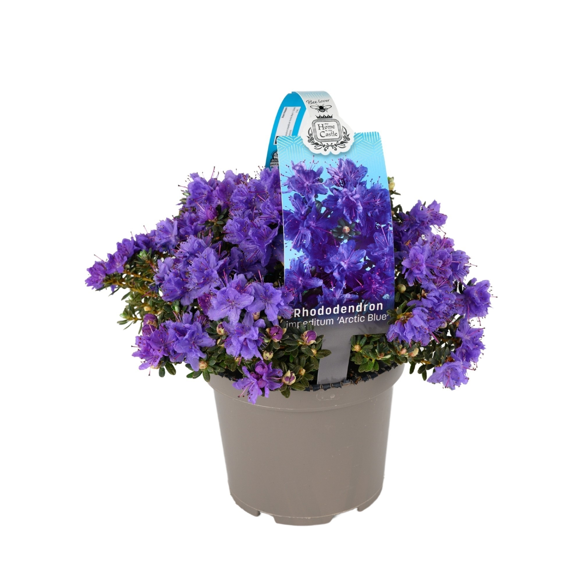 Mix plante Rhododendron, in ghiveci cu maner