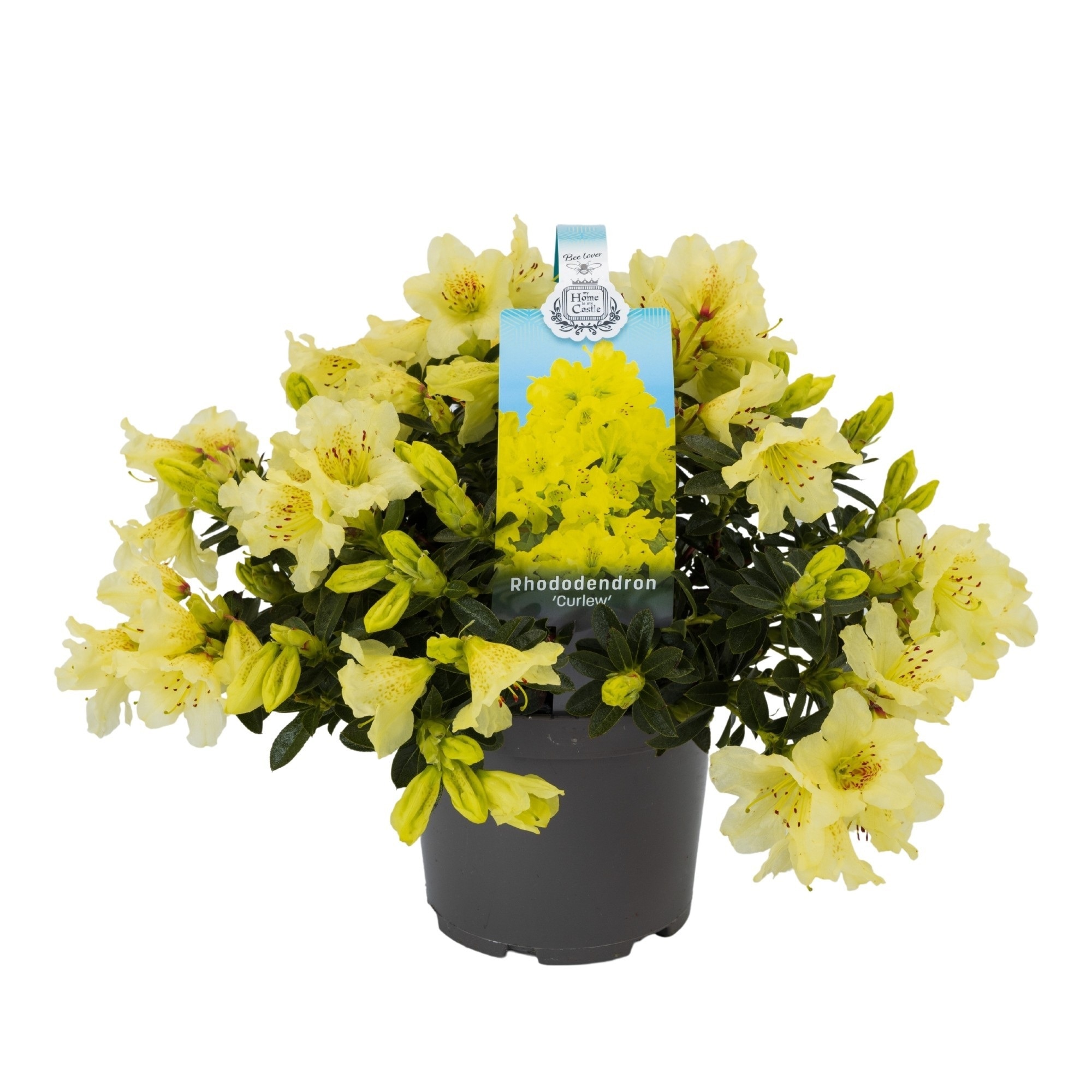 Mix plante Rhododendron, in ghiveci cu maner